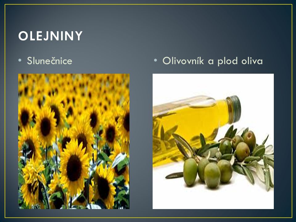 OLEJNINY Slunečnice Olivovník a plod oliva