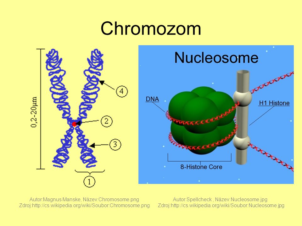 Chromozom Autor:Magnus Manske, Název:Chromosome.png