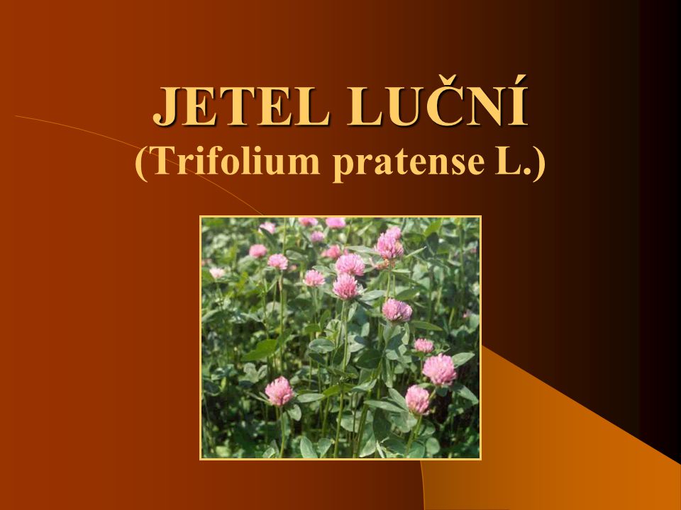 (Trifolium pratense L.)