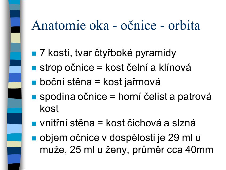 Anatomie oka - očnice - orbita