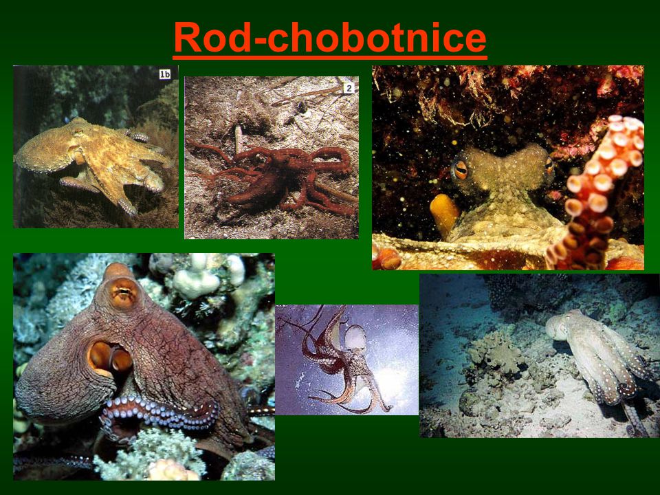 Rod-chobotnice