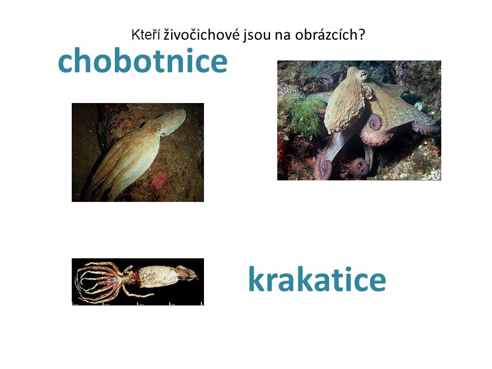 chobotnice Kteří živočichové jsou na obrázcích krakatice