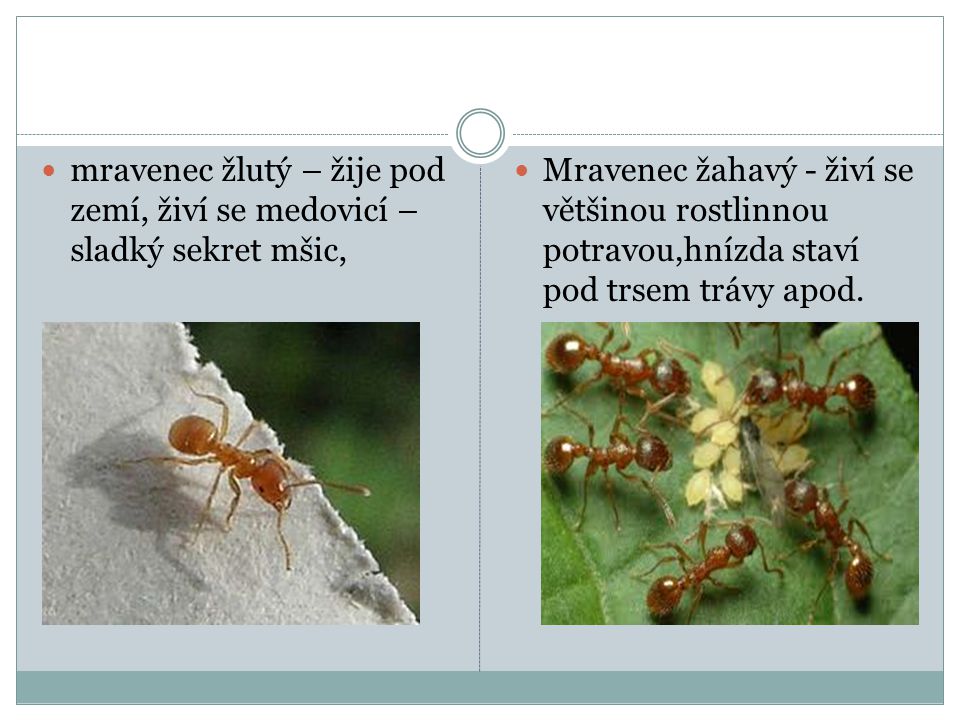 mravenec žlutý – žije pod zemí, živí se medovicí –sladký sekret mšic,