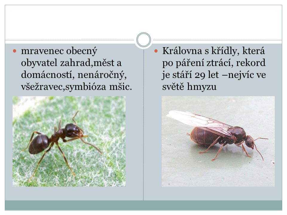mravenec obecný obyvatel zahrad,měst a domácností, nenáročný, všežravec,symbióza mšic.