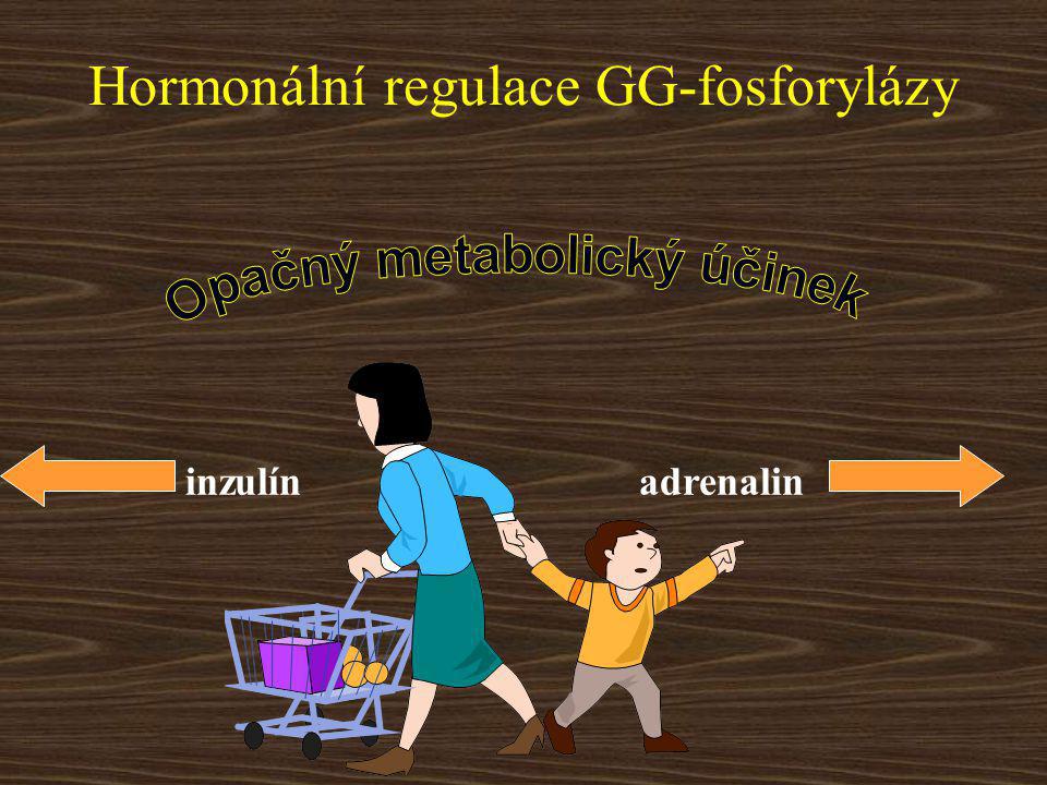 Hormonální regulace GG-fosforylázy