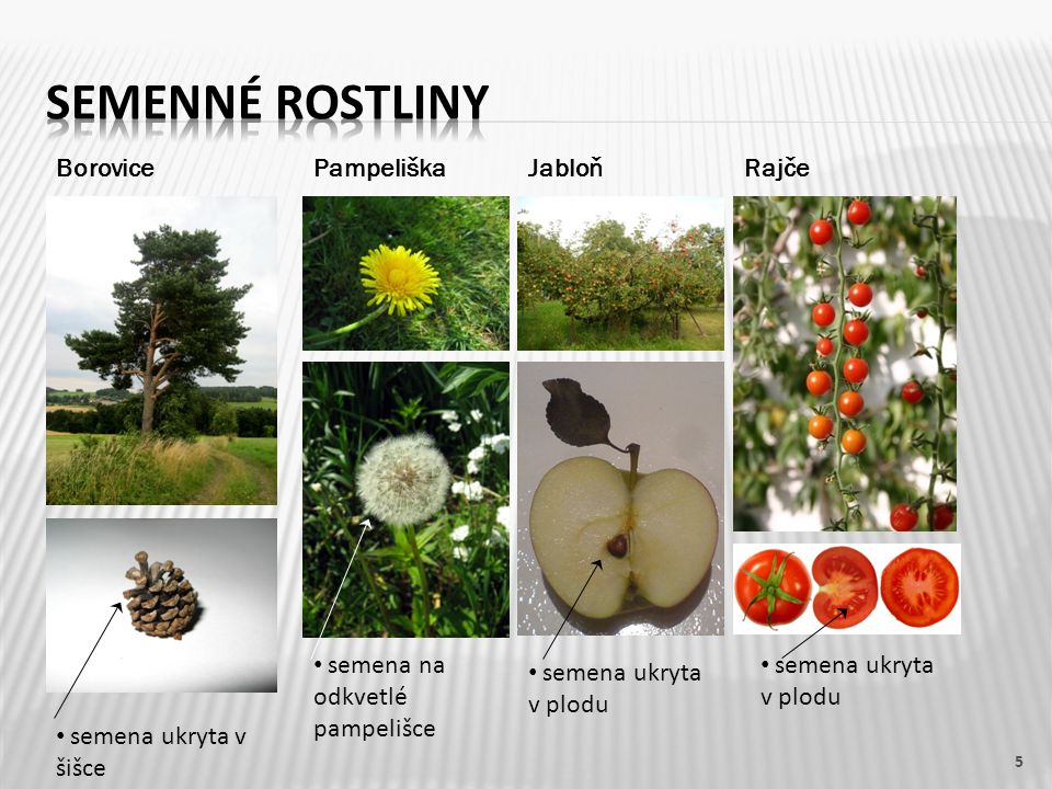 Semenné rostliny Borovice Pampeliška Jabloň Rajče
