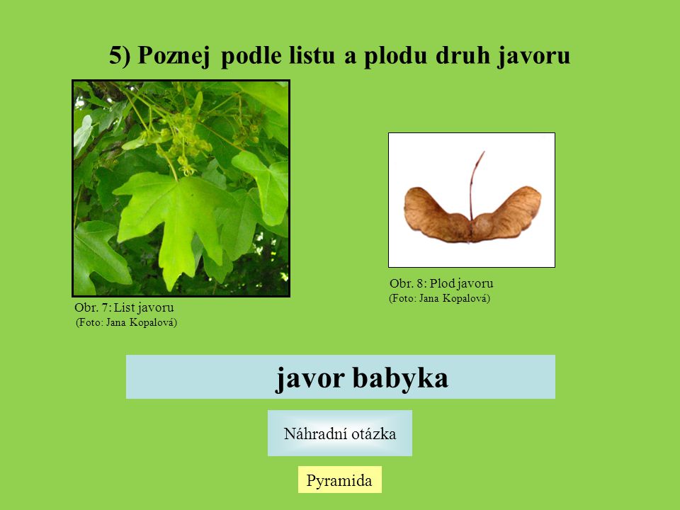 5) Poznej podle listu a plodu druh javoru