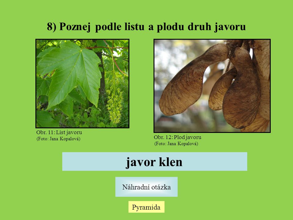8) Poznej podle listu a plodu druh javoru