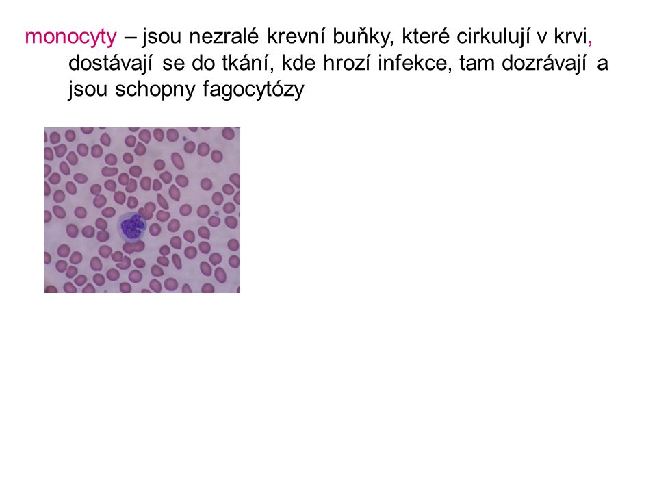 monocyty – jsou nezralé krevní buňky, které cirkulují v krvi, dostávají se do tkání, kde hrozí infekce, tam dozrávají a jsou schopny fagocytózy
