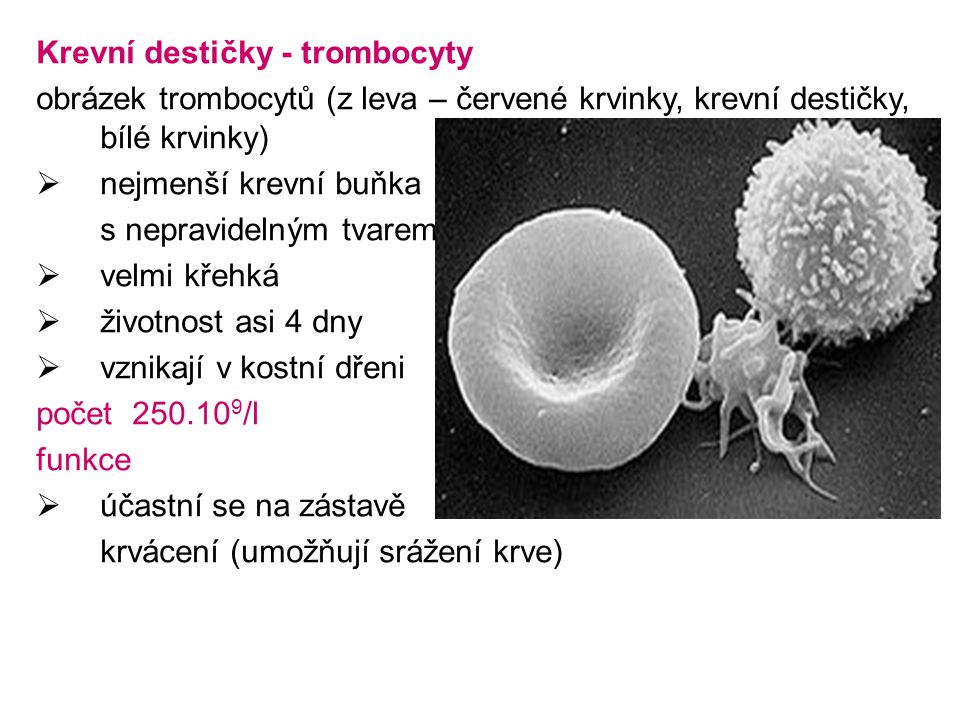 Krevní destičky - trombocyty