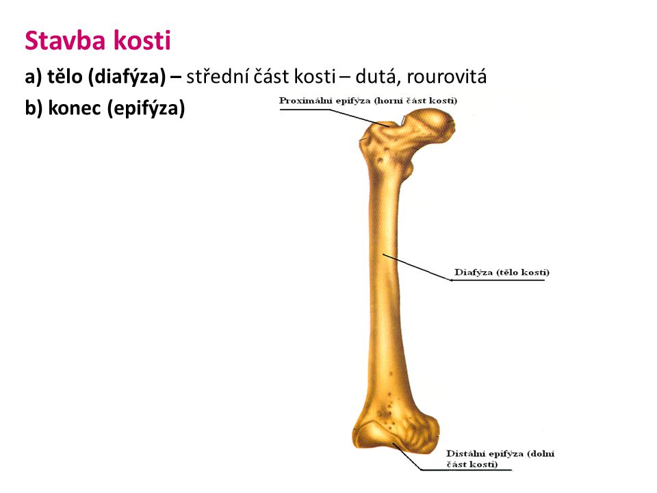 Stavba kosti a) tělo (diafýza) – střední část kosti – dutá, rourovitá