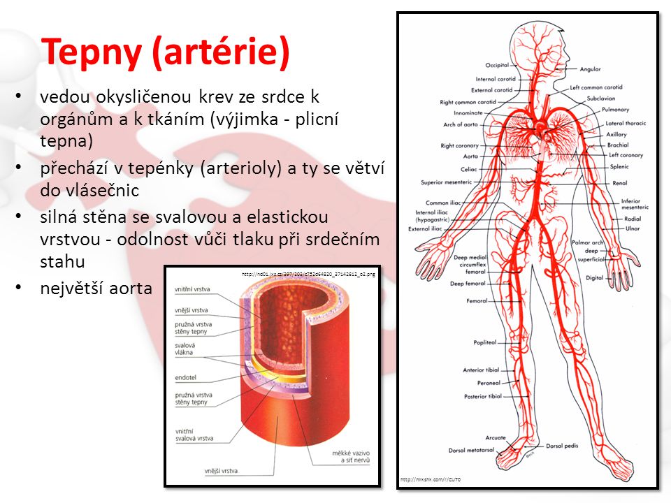Tepny (artérie) vedou okysličenou krev ze srdce k orgánům a k tkáním (výjimka - plicní tepna)
