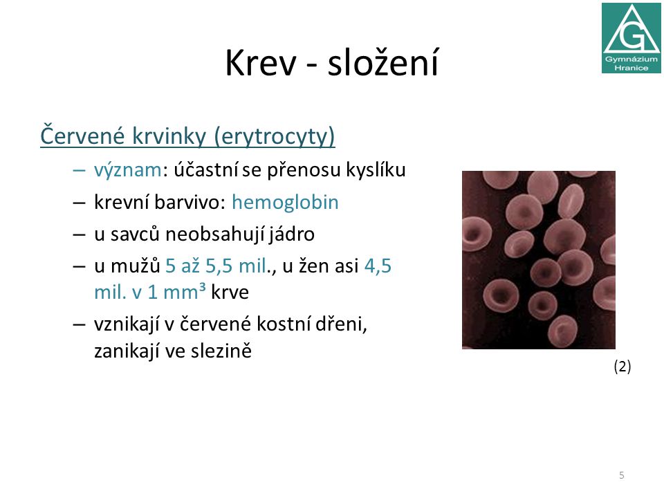 Krev - složení Červené krvinky (erytrocyty)