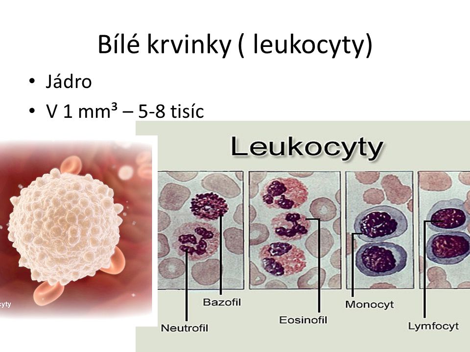 Bílé krvinky ( leukocyty)