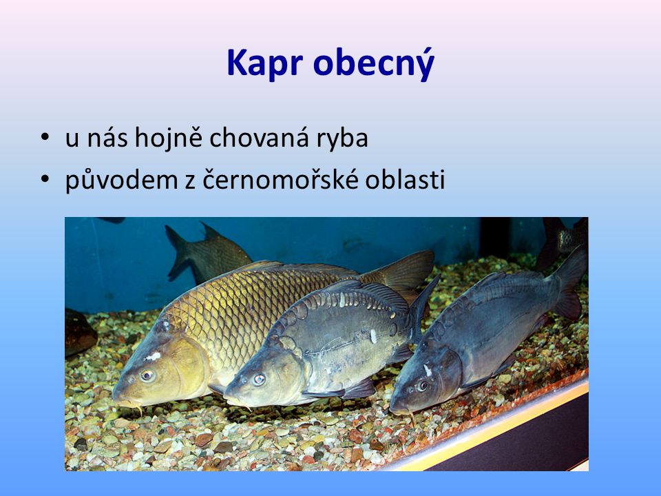 Kapr obecný u nás hojně chovaná ryba původem z černomořské oblasti