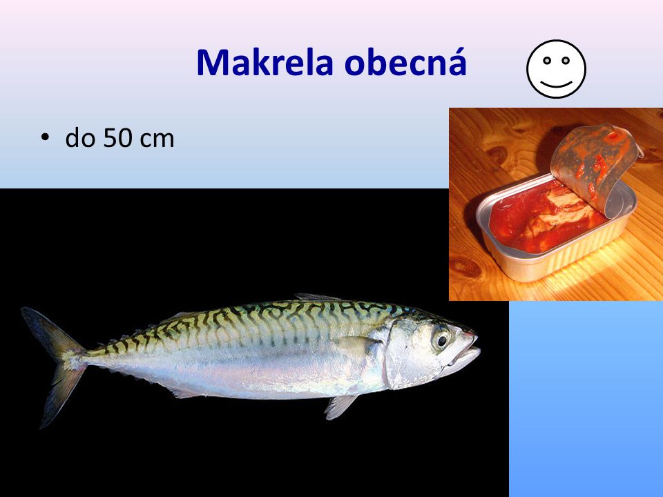 Makrela obecná do 50 cm