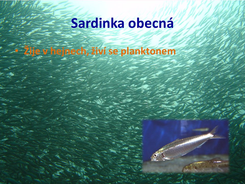 Sardinka obecná Žije v hejnech, živí se planktonem