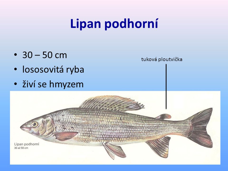Lipan podhorní 30 – 50 cm lososovitá ryba živí se hmyzem