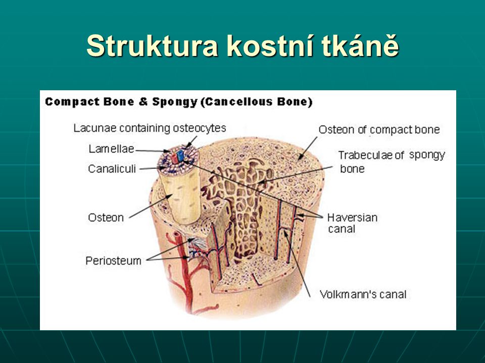 Struktura kostní tkáně