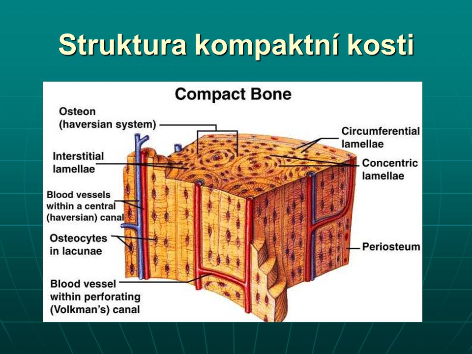 Struktura kompaktní kosti