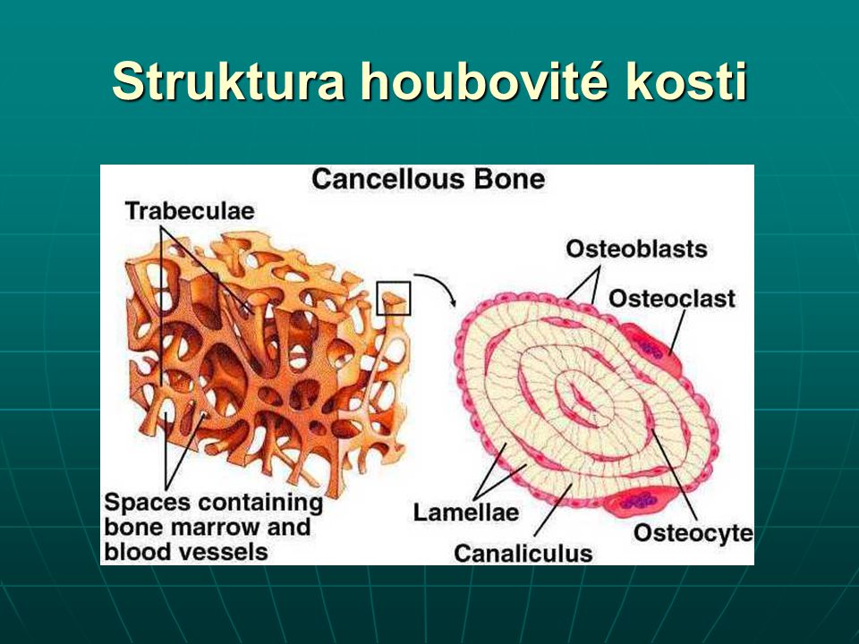 Struktura houbovité kosti