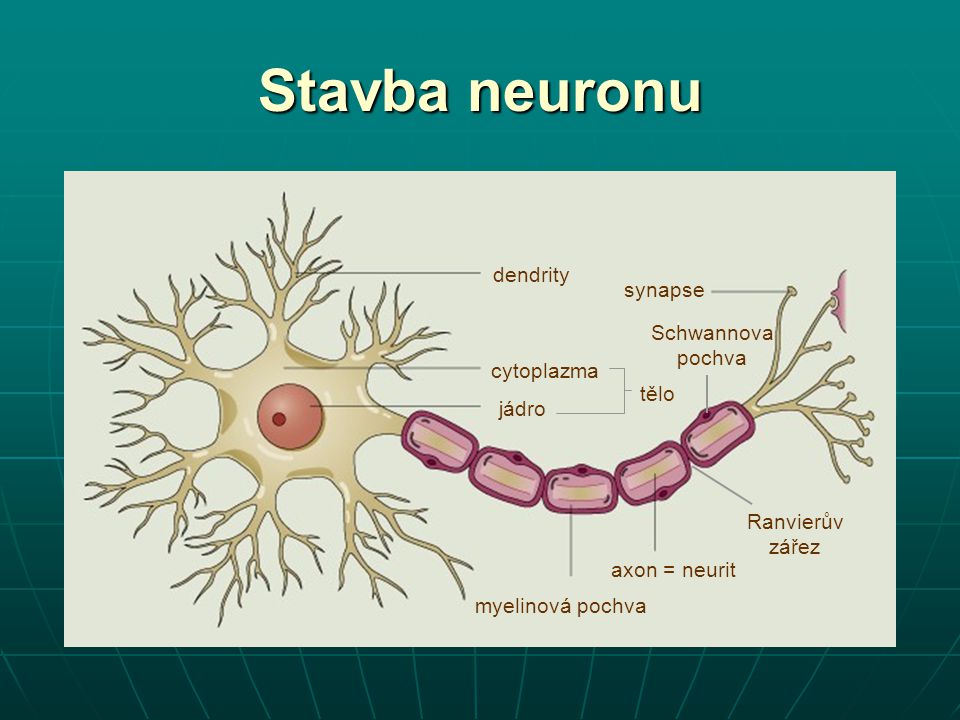 Stavba neuronu dendrity synapse Schwannova pochva cytoplazma tělo