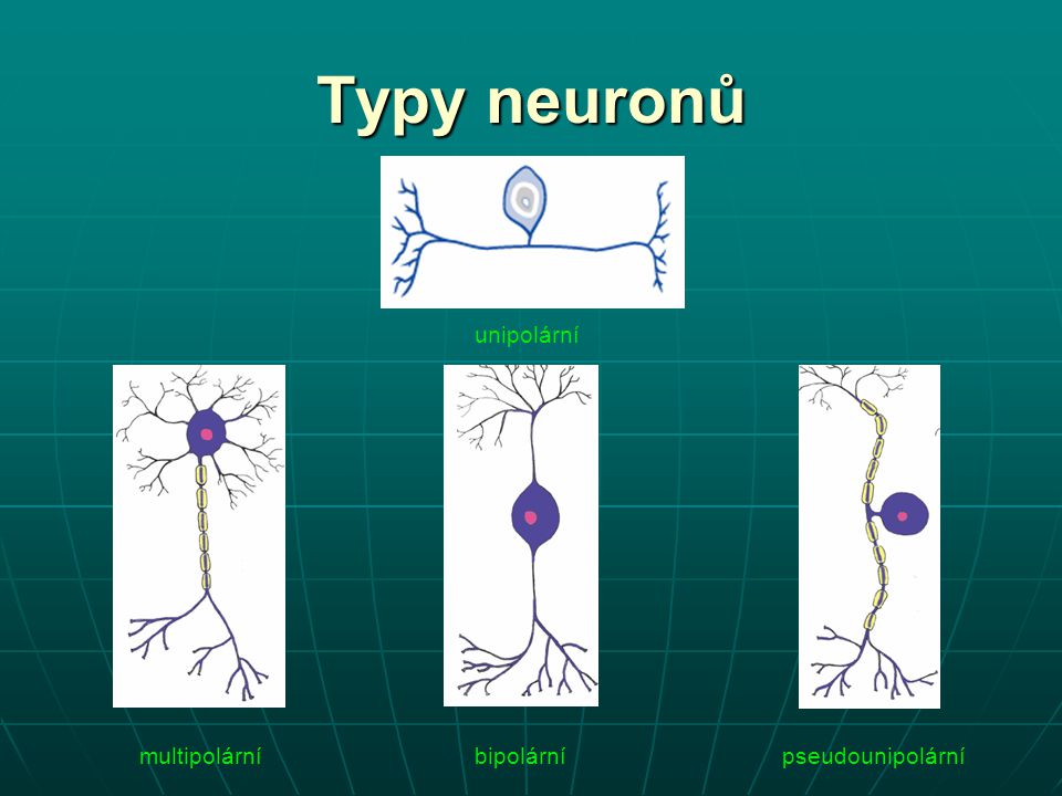 Typy neuronů unipolární multipolární bipolární pseudounipolární