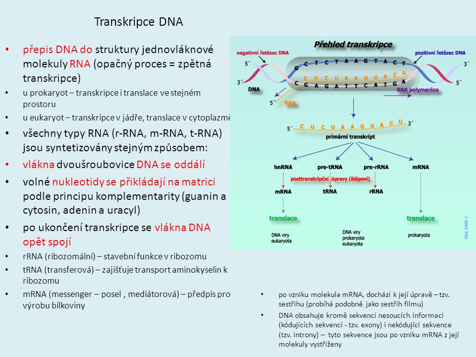 Transkripce DNA přepis DNA do struktury jednovláknové molekuly RNA (opačný proces = zpětná transkripce)