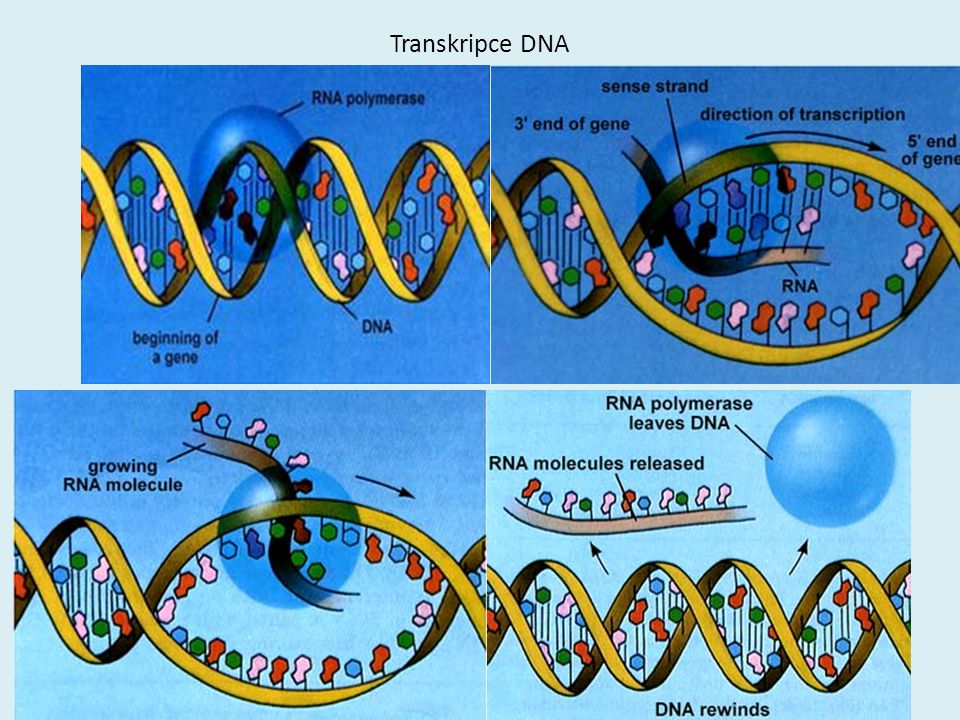 Transkripce DNA