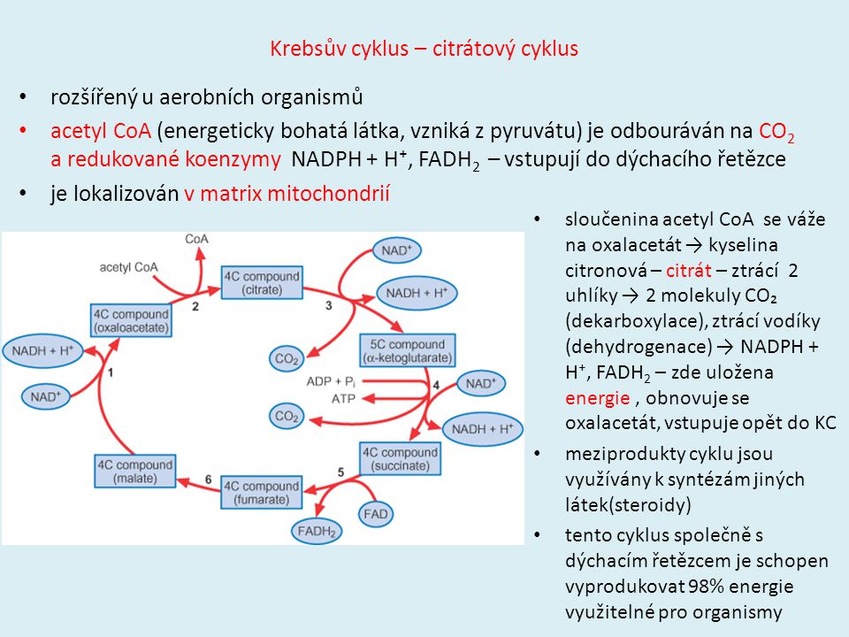 Krebsův cyklus – citrátový cyklus
