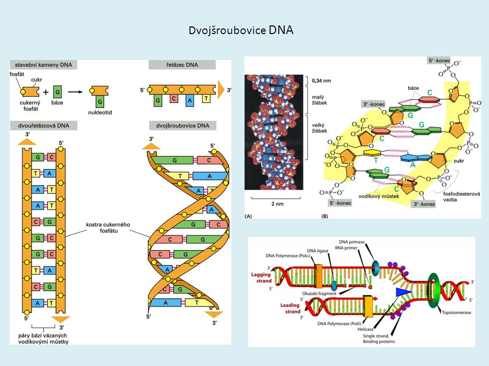 Dvojšroubovice DNA