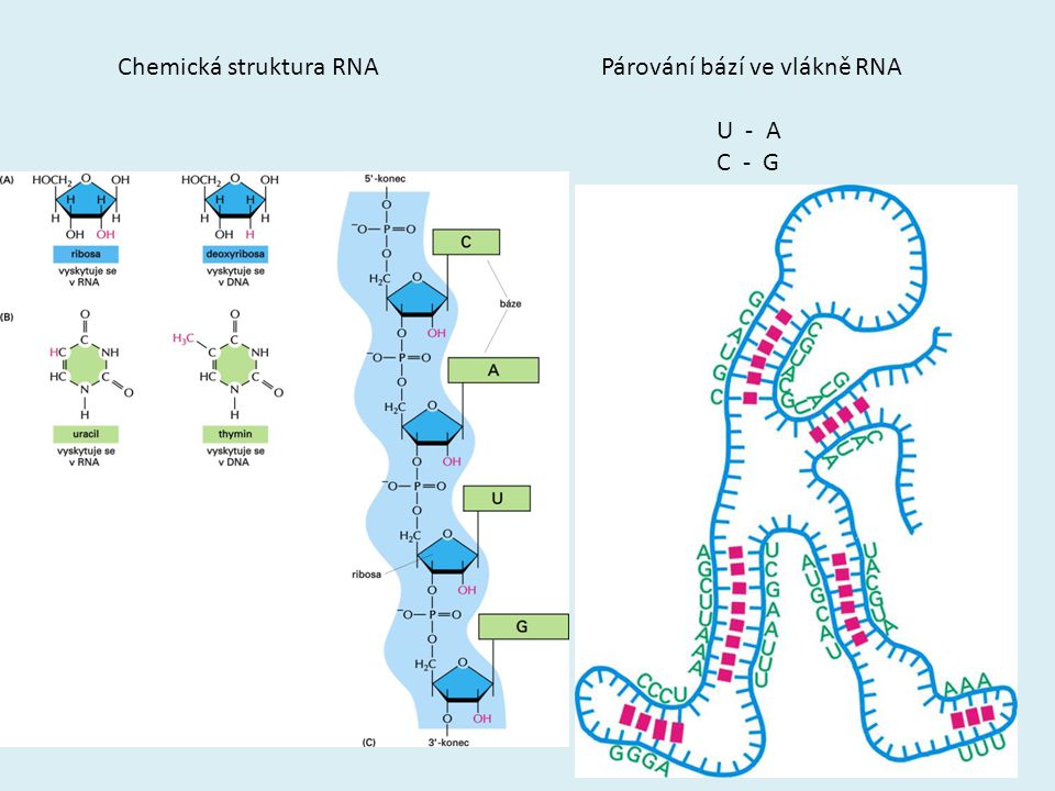 Chemická struktura RNA Párování bází ve vlákně RNA U - A C - G