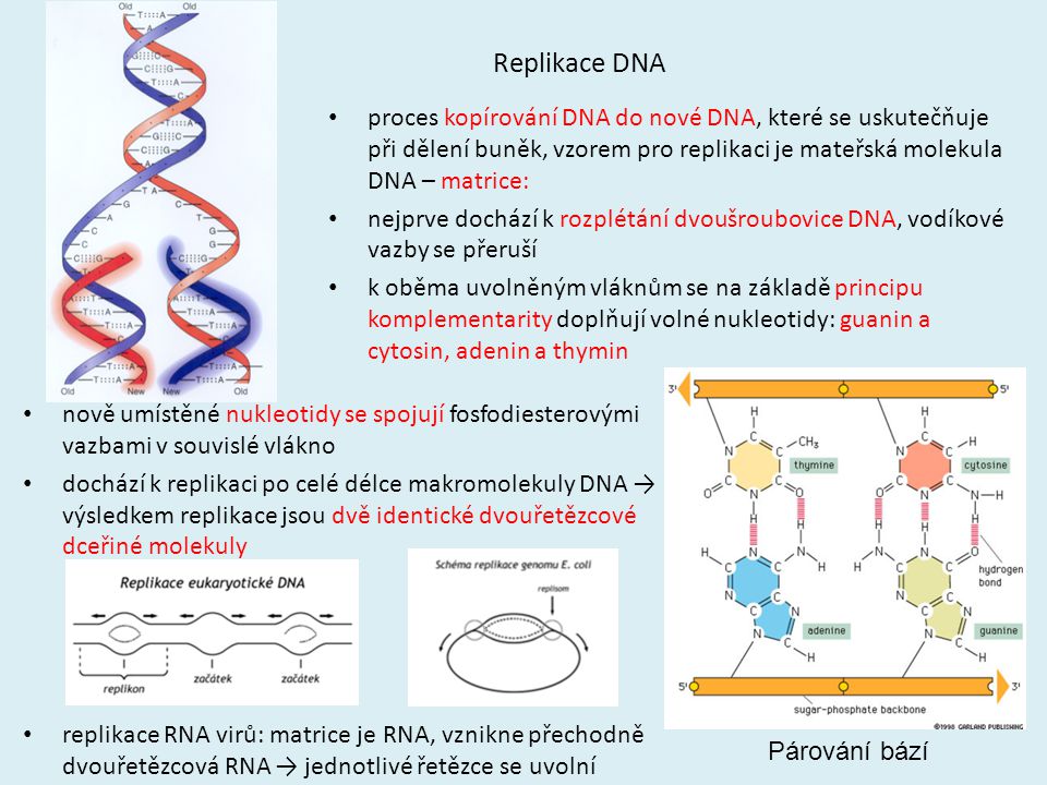 Replikace DNA proces kopírování DNA do nové DNA, které se uskutečňuje při dělení buněk, vzorem pro replikaci je mateřská molekula DNA – matrice: