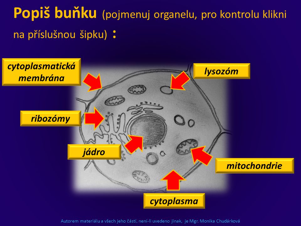 cytoplasmatická membrána