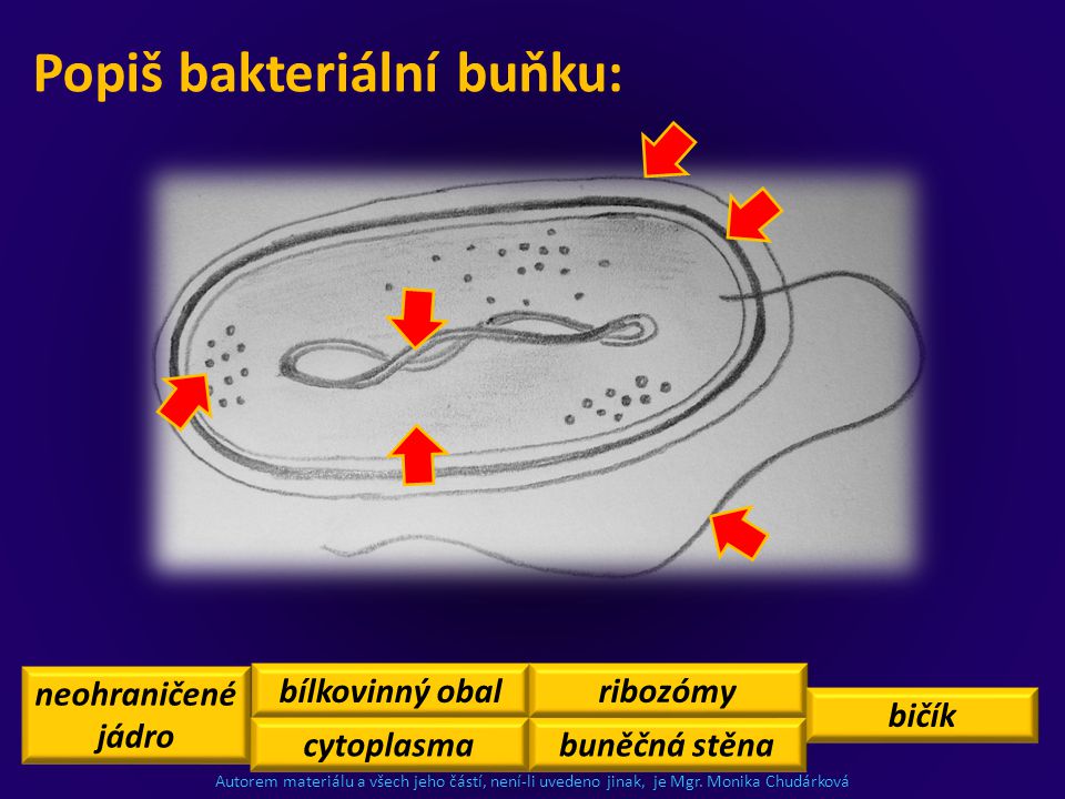 Popiš bakteriální buňku: