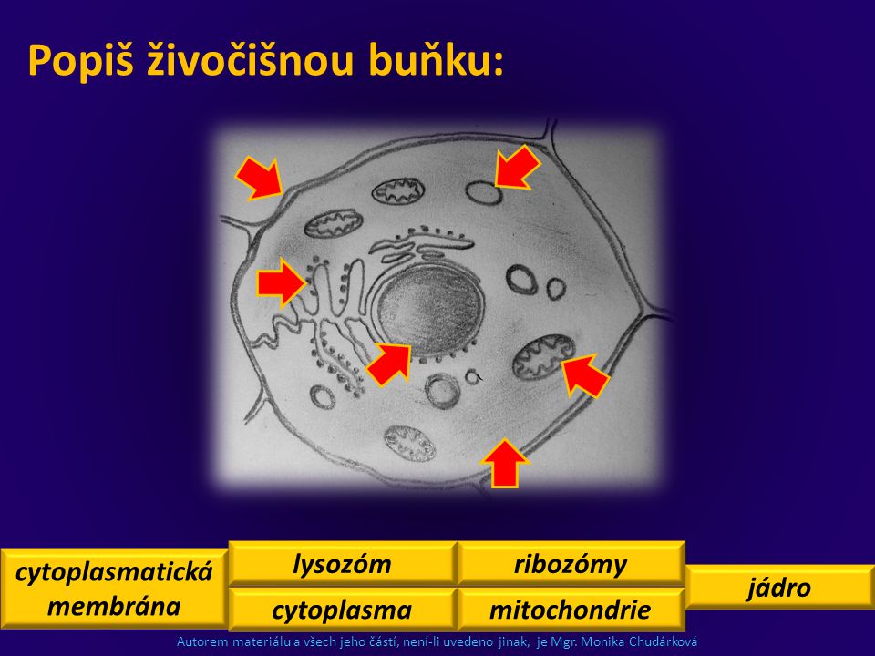 cytoplasmatická membrána