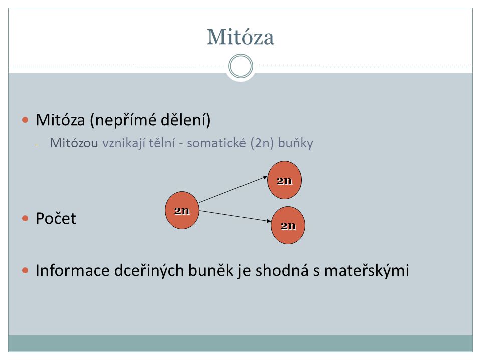 Mitóza Mitóza (nepřímé dělení) Počet