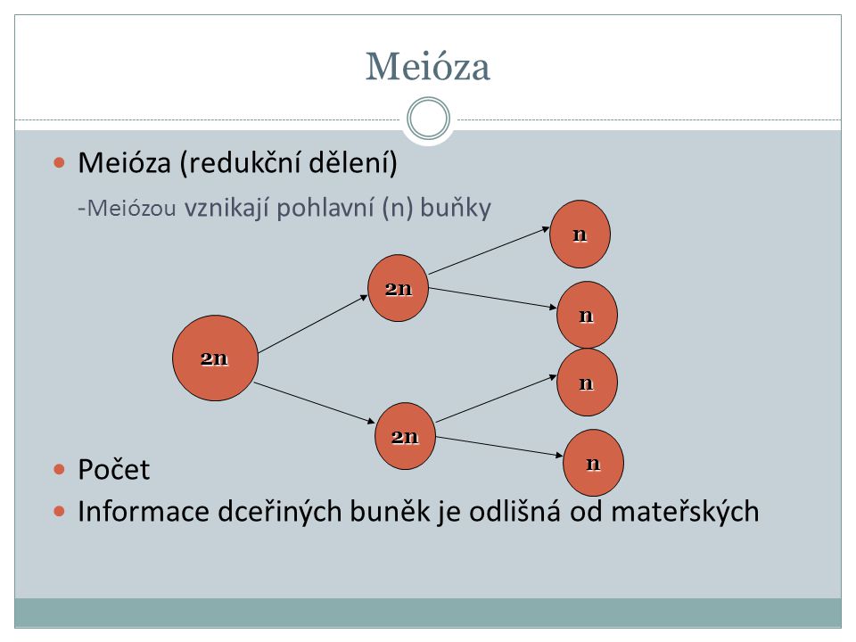 Meióza -Meiózou vznikají pohlavní (n) buňky Meióza (redukční dělení)