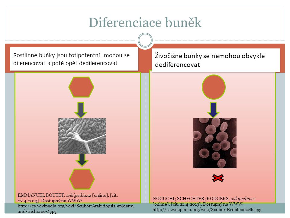 Diferenciace buněk Živočišné buňky se nemohou obvykle dediferencovat