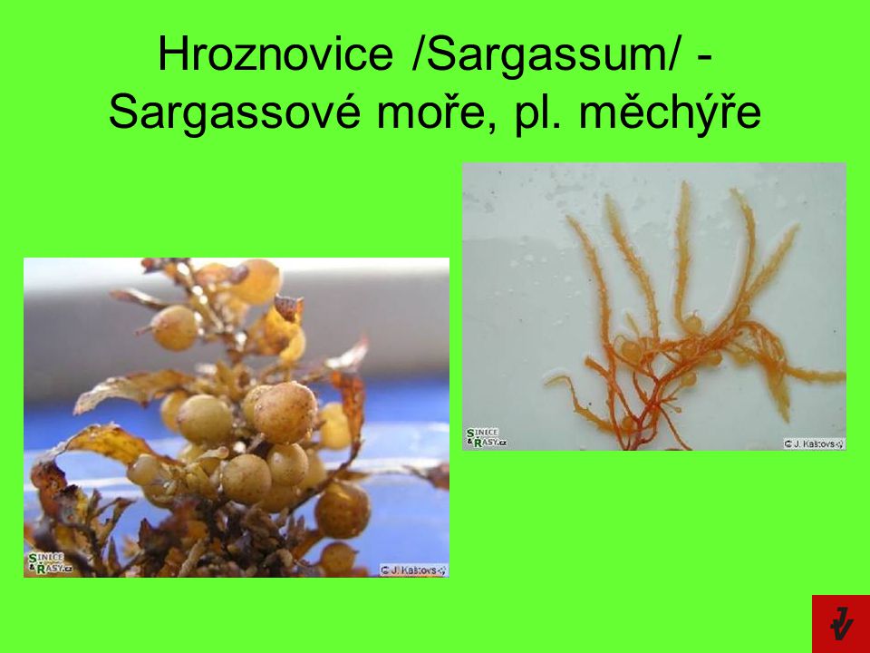 Hroznovice /Sargassum/ - Sargassové moře, pl. měchýře