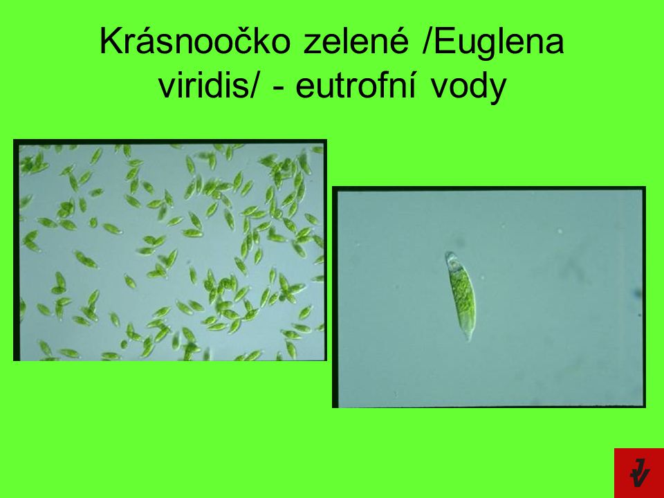 Krásnoočko zelené /Euglena viridis/ - eutrofní vody