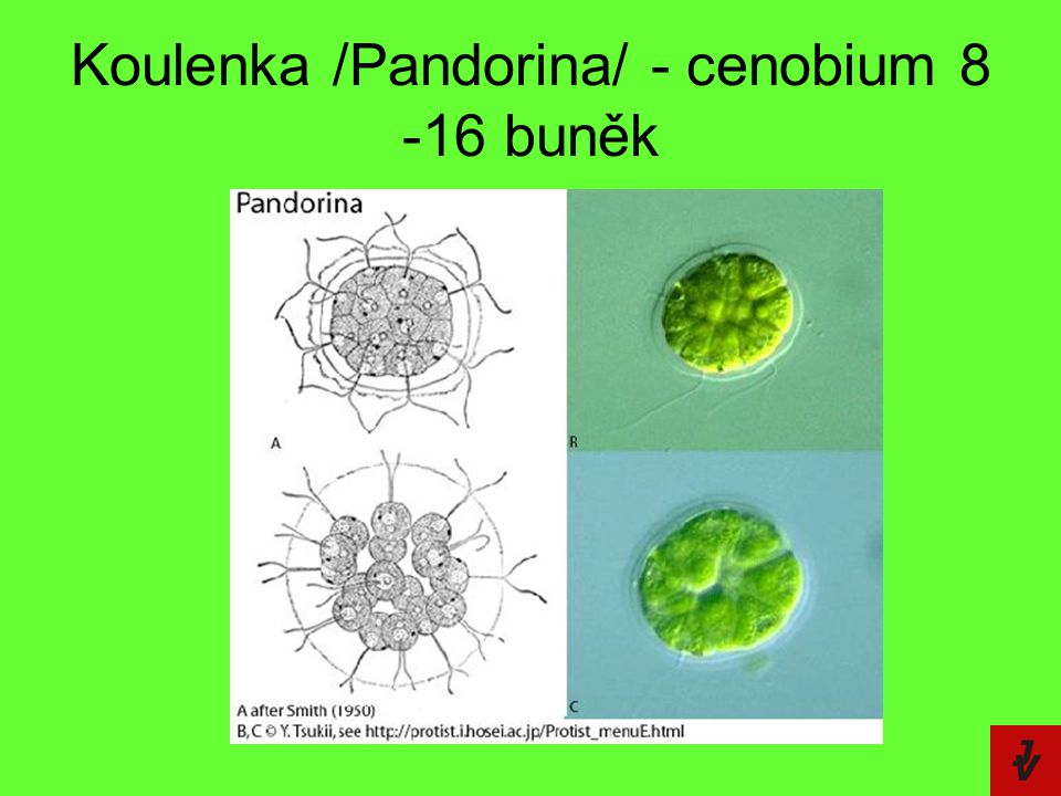 Koulenka /Pandorina/ - cenobium buněk