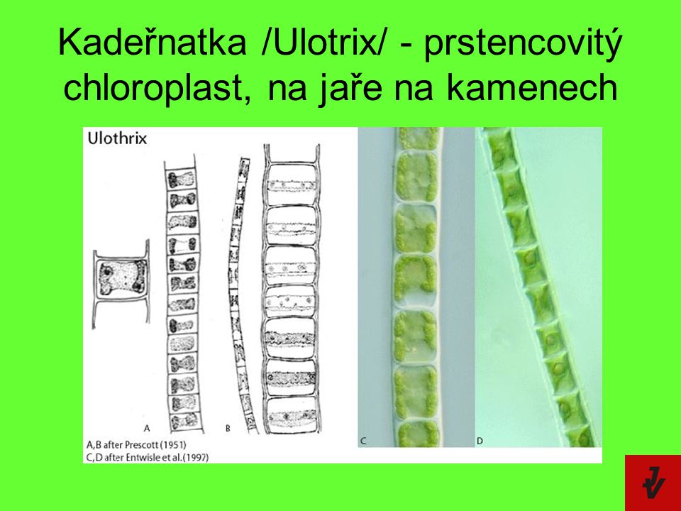 Kadeřnatka /Ulotrix/ - prstencovitý chloroplast, na jaře na kamenech