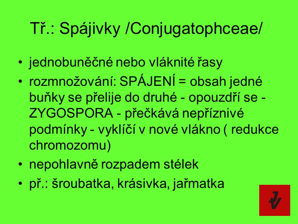 Tř.: Spájivky /Conjugatophceae/