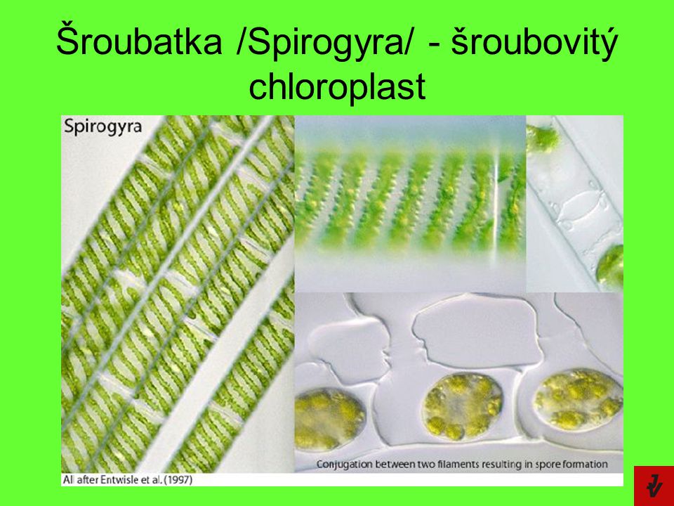 Šroubatka /Spirogyra/ - šroubovitý chloroplast