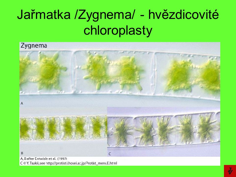 Jařmatka /Zygnema/ - hvězdicovité chloroplasty
