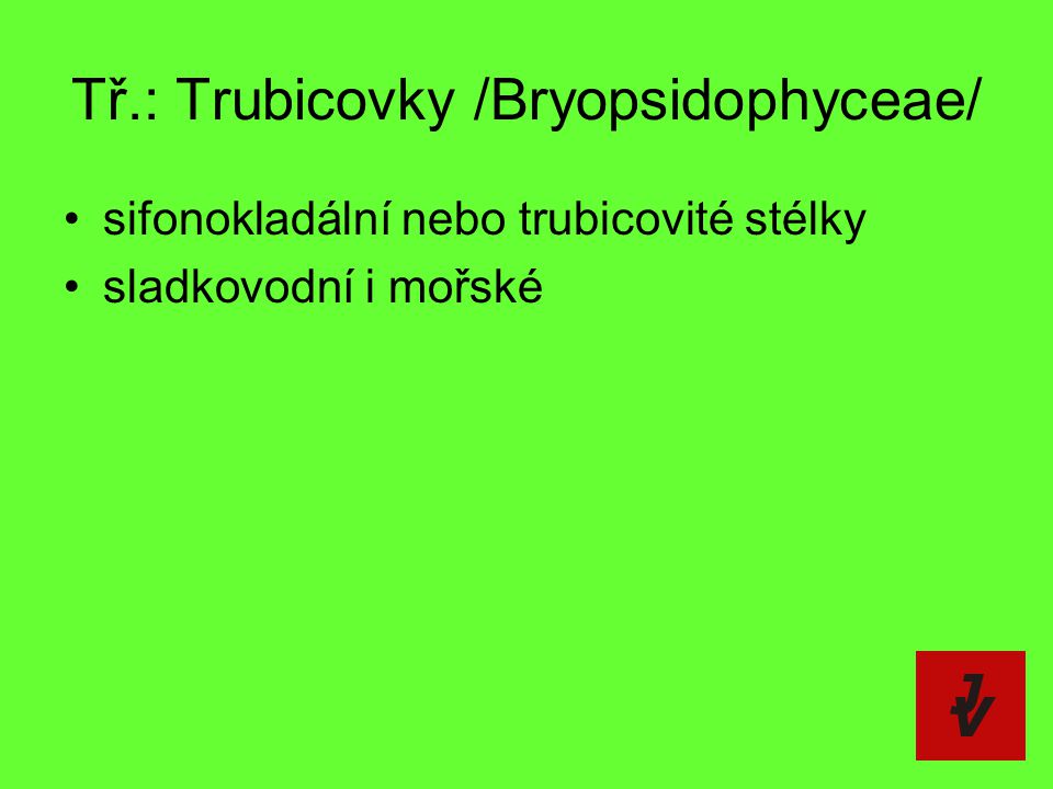Tř.: Trubicovky /Bryopsidophyceae/