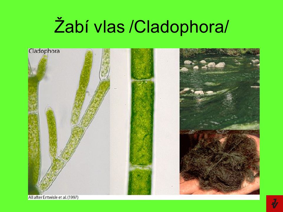Žabí vlas /Cladophora/