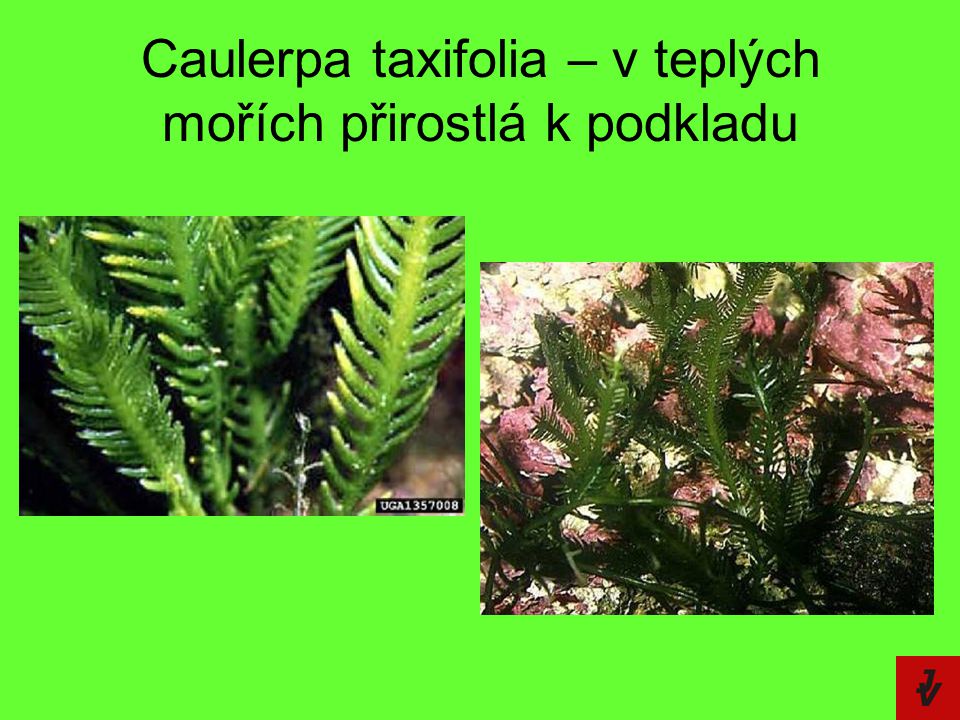 Caulerpa taxifolia – v teplých mořích přirostlá k podkladu