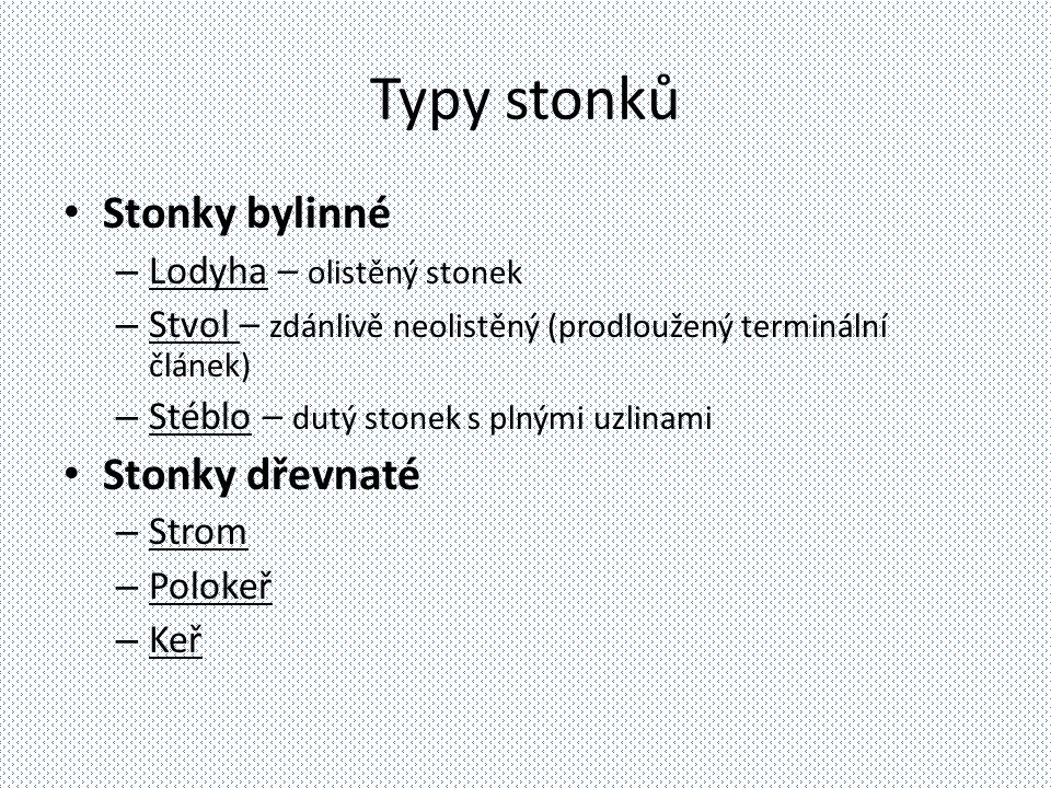Typy stonků Stonky bylinné Stonky dřevnaté Lodyha – olistěný stonek